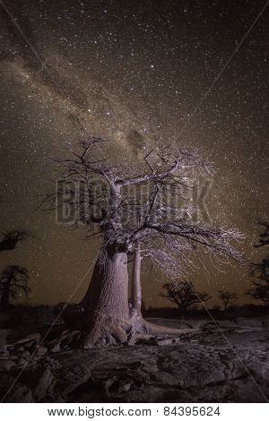 Baobab tree under a stary sky in Botswana