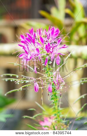 Pink Spider Flower Or Cleome Spinosa