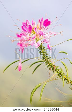 Pink Spider Flower