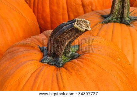 Pumpkin Stem