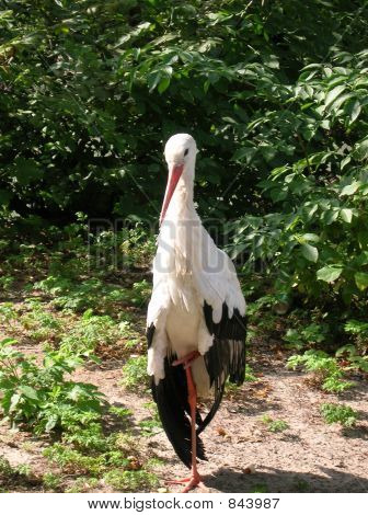 Cigogne