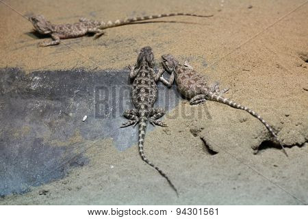 Steppe agama (Trapelus sanguinolentus). Wildlife animal. 