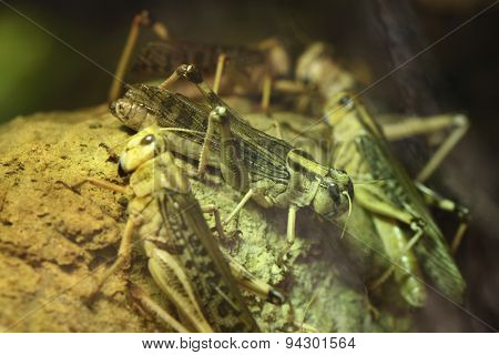 Desert locust (Schistocerca gregaria). Wildlife animals. 