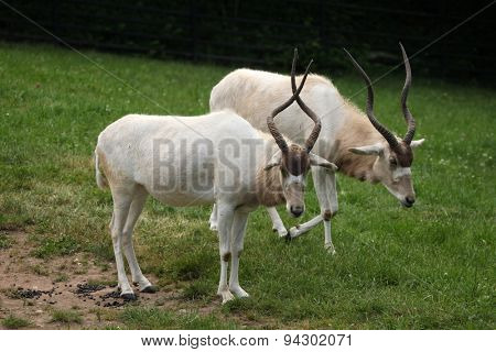 Addax (Addax nasomaculatus), also known as the white antelope and the screwhorn antelope. Wildlife animal. 