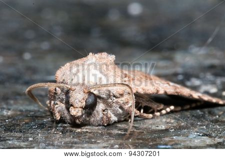 Night Insect Brown Moth