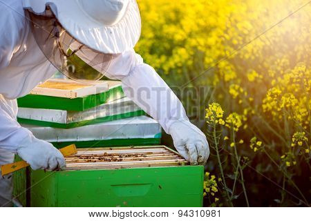 Checking The Hives