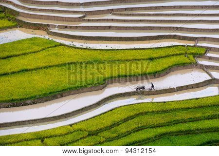 Terraced rice field in water season in Mu Cang Chai, Vietnam
