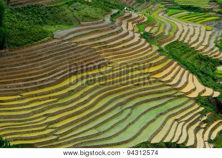 Terraced rice field in water season in Mu Cang Chai, Vietnam