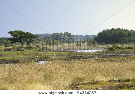 Landscape Of Jeju Olle Cours No. 2