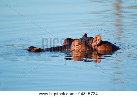 Hippopotamus (Hippopotamus amphibius) submerged in water, South Africa