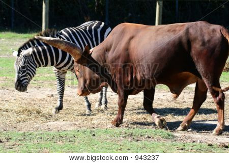 Watussi en Zebra