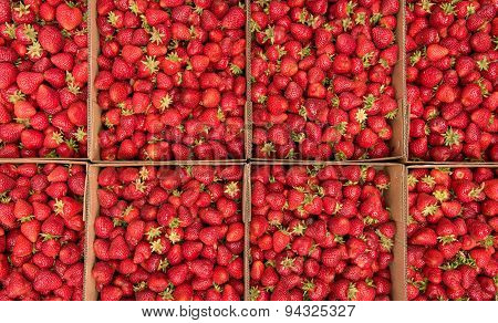 A multitude of fresh delicious strawberries
