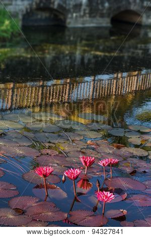 POND OF LILIES AND BRIDGE REFLECION TOBAGO OUTDOORS NATURE