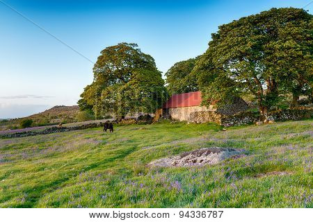 Summer On Dartmoor