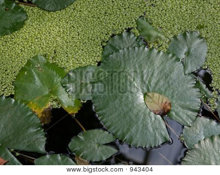 Näckros blad