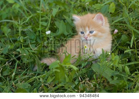 Red small kitten in grass.