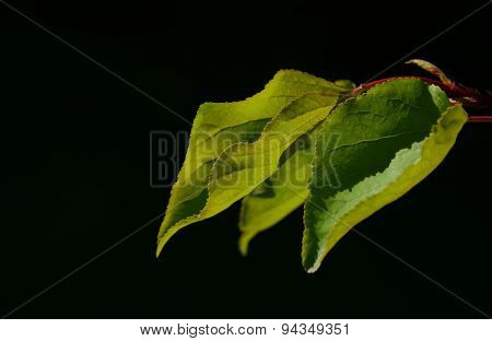 Group Of Three Apricot Tree Leaves In Back Lighting On A Black Background
