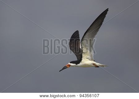 Black Skimmer In Flight