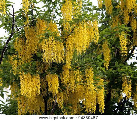Beautiful Laburnum Flowers On A Tree In Spring