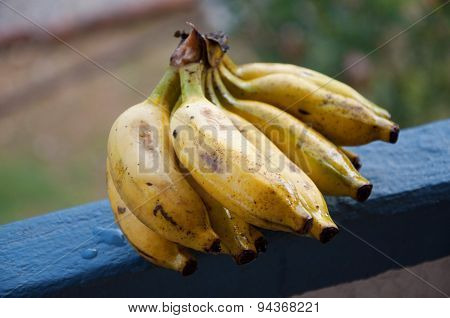 Lady Finger bananas