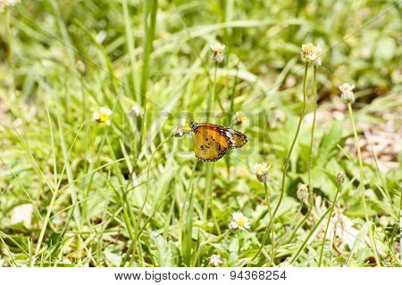 Butterfly and poaceae