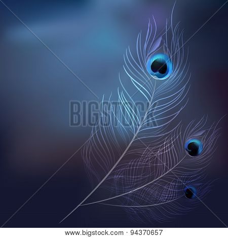 Peacock Feater  On Blur Background