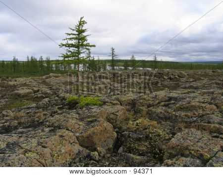 Tundra-Landschaft