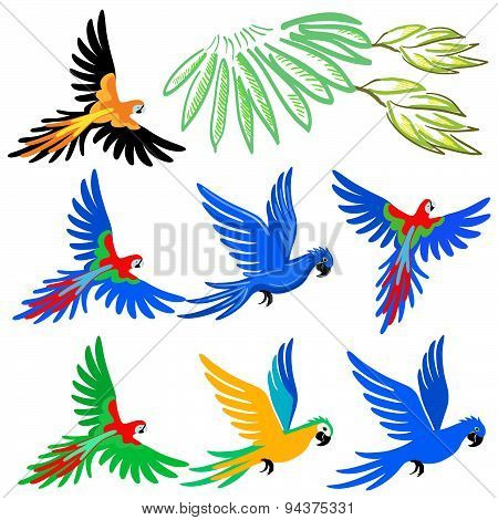 Macaw Parrot Pattern Set