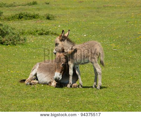 New Forest Hampshire England UK mother and baby donkey cuddling in the summer sunshine