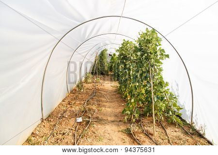Garden Vegetables