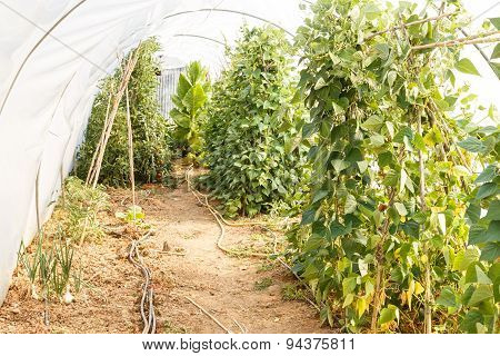 Garden Vegetables