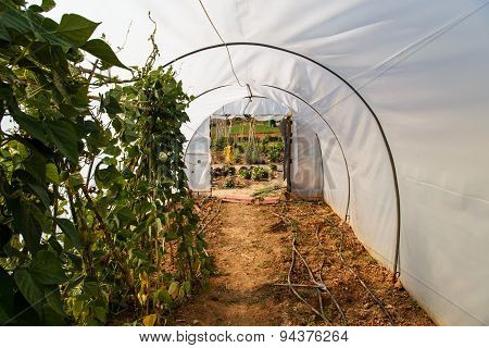 Garden Vegetables