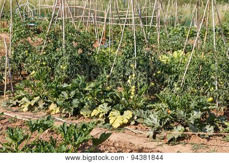 Garden Vegetables