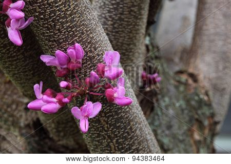 Redbud Flower