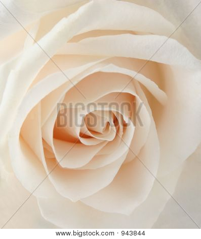 Closeup di Rose bianche