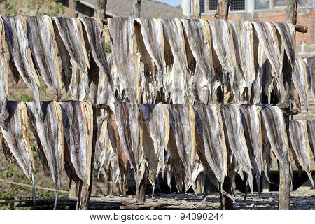 Asia Myanmar Myeik Dry Fish Production