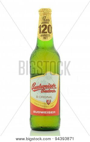 Budweiser lager beer isolated on white background.