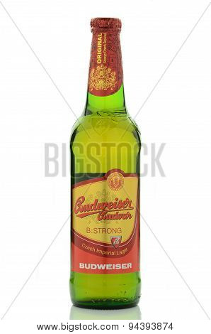 Budweiser strong lager beer isolated on white background