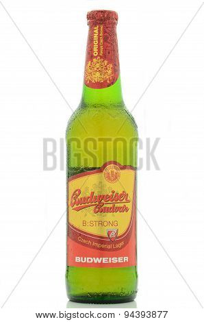 Budweiser strong lager beer isolated on white background