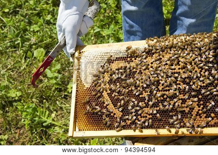 Beekeeping Closeup