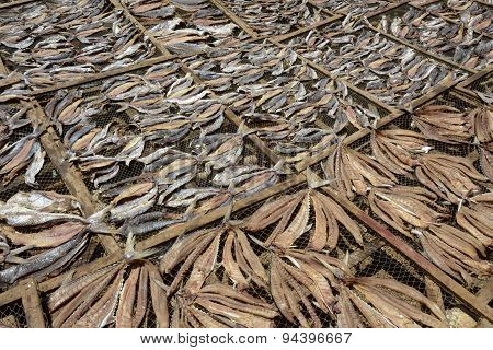 Asia Myanmar Myeik Dry Fish Production