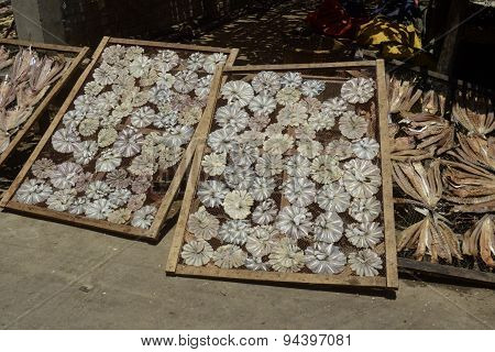 Asia Myanmar Myeik Dry Fish Production