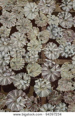 Asia Myanmar Myeik Dry Fish Production