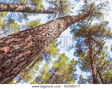 Cortex Pine Close Up