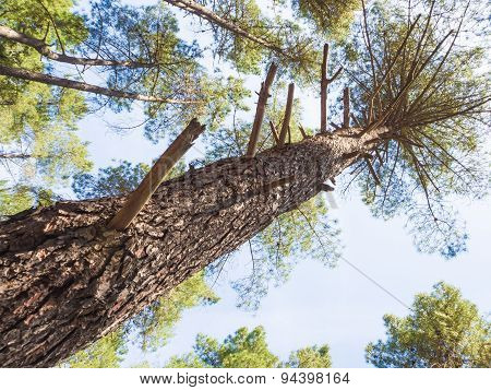 Cortex Pine Close Up