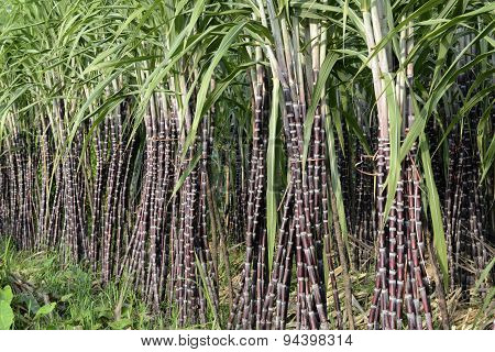 Asia Myanmar Myeik Sugar