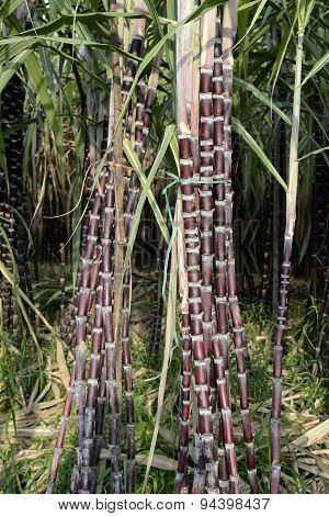 Asia Myanmar Myeik Sugar