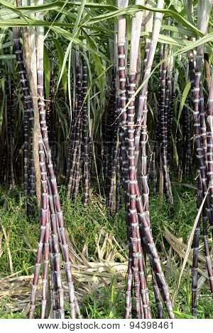 Asia Myanmar Myeik Sugar