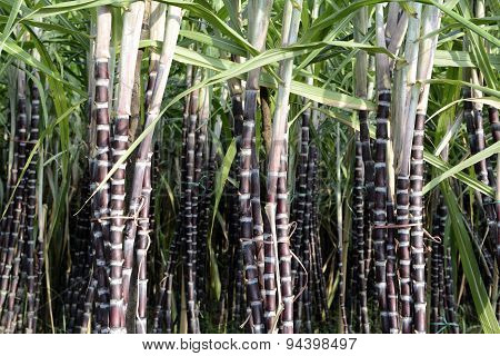 Asia Myanmar Myeik Sugar