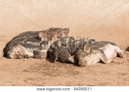 Young Happy Pigs Lying In The Sun In The Pigsty